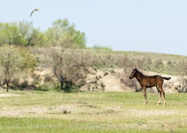 Bozkır, çayır, veld, veldt. Parlak güneş ışığı, çölün ortasında bahar. Nehir kenarında otlayan atlar