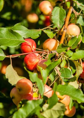 Yaban elması ve yaban elması. Malus, gülgiller (Rosaceae) familyasından bir elma ağacı cinsidir.