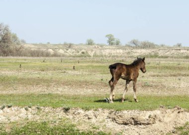 Bozkır, çayır, veld, veldt. Parlak güneş ışığı, çölün ortasında bahar. Nehir kenarında otlayan atlar
