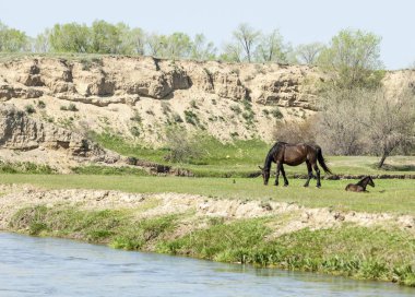 Bozkır, çayır, veld, veldt. Parlak güneş ışığı, çölün ortasında bahar. Nehir kenarında otlayan atlar