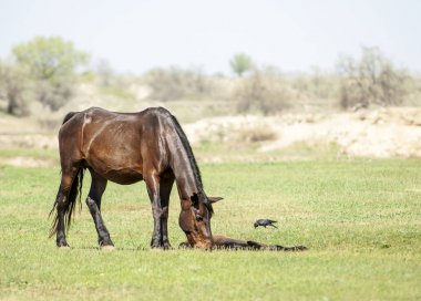 Bozkır, çayır, veld, veldt