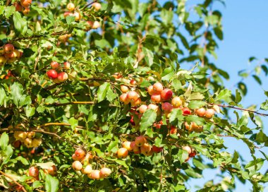 Yaban elması ve yaban elması. Malus, gülgiller (Rosaceae) familyasından bir elma ağacı cinsidir.