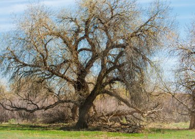 bozkır, çayır, veldt, veld. Bahar Orta Asya. Kazakistan. Turanga kavak. Euphrates kavak