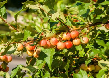 Yaban elması ve yaban elması. Malus, gülgiller (Rosaceae) familyasından bir elma ağacı cinsidir.