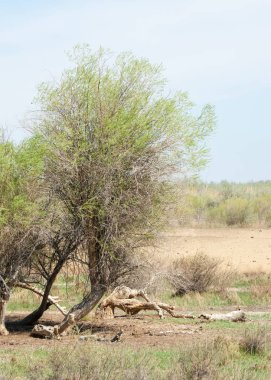 bozkır, çayır, veldt, veld. Bahar Orta Asya. Kazakistan. Turanga kavak. Euphrates kavak