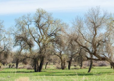 bozkır, çayır, veldt, veld. Bahar Orta Asya. Kazakistan. Turanga kavak. Euphrates kavak