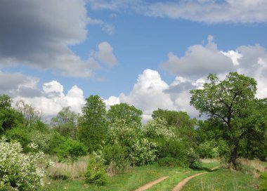 Vezi de mongolă pustie zona - înflorire Lunca şi zada lemn - sayan munte - gorhi-terelj national park - Parcul mongolianational - mongolia