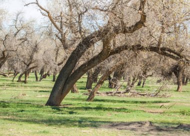 bozkır, çayır, veldt, veld. Bahar Orta Asya. Kazakistan. Turanga kavak. Euphrates kavak