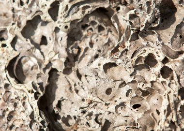 doku taş. içinde belgili tanımlık vahşi fotoğrafı