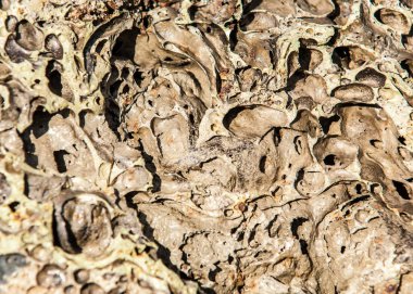 doku taş. içinde belgili tanımlık vahşi fotoğrafı