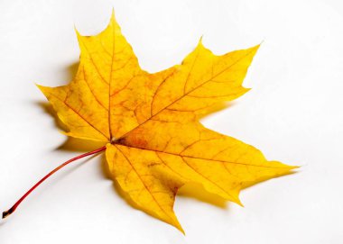 doku, arka plan. Kırmızı ve altın akçaağaç yaprakları sarı tonları.