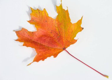 doku, arka plan. Akçaağaç yaprakları sarı kırmızı ve altın tonları. Kanada bir amblemi olarak kullanılan akçaağaç yaprağı. Beyaz bir arka plan üzerinde.