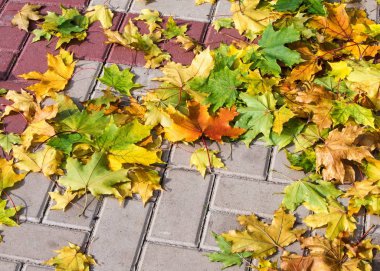 Doku, desen, arka plan. Akçaağaç Sonbahar bir kaldırıma bırakır.