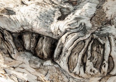 Ağaç kabuğu. Yaşlı bir ağaç kabuğu