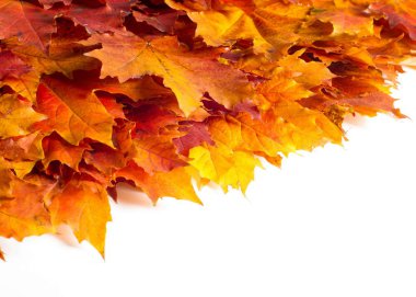 doku, arka plan. Kırmızı ve altın akçaağaç yaprakları sarı tonları.