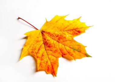 doku, arka plan. Kırmızı ve altın akçaağaç yaprakları sarı tonları.