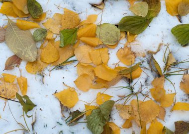 Sonbahar kar bırakıyor. doku. Kar ilk Güz. Sarı huş ağacı yaprakları karda