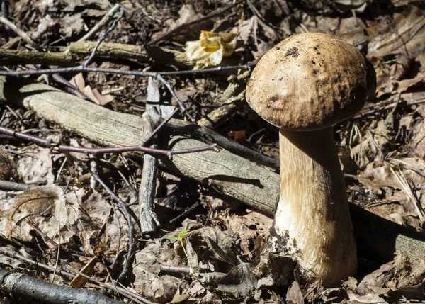 Boletus Edulis Rey California Bolete Cuerpo Frutal Tiene Una Gran —  Fotos de Stock