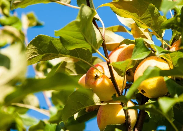 Rákalma Vadalma Malus Rosaceae Családba Tartozó Kis Lombhullató Almafajok Vagy — Stock Fotó