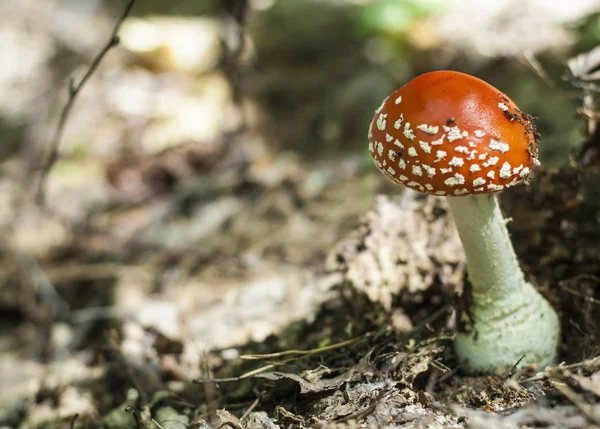 Amanita Mosca Agárica Cogumelo Venenoso Com Chapéu Vermelho Com Salpicado — Fotografia de Stock