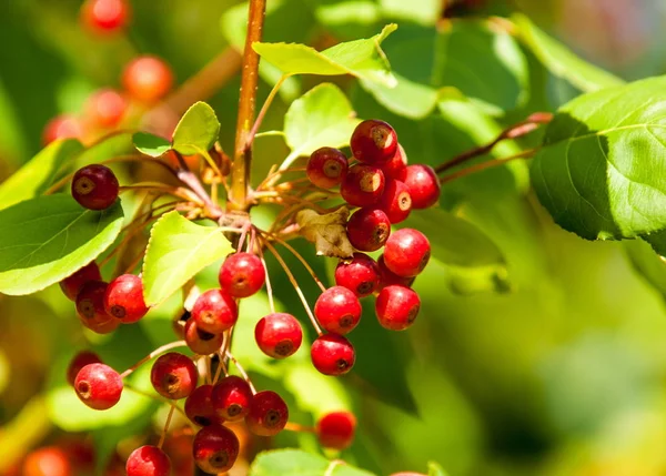 Cangrejo Manzana Silvestre Malus Género Manzanos Perteneciente Familia Rosaceae — Foto de Stock