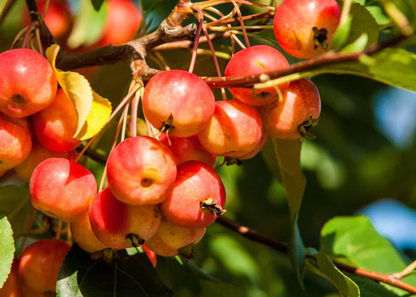 Crabapple Wild Apple Malus Est Genre Arbustes Famille Des Rosacées — Photo