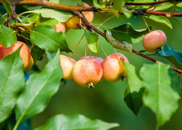 Rákalma Vadalma Malus Rosaceae Családba Tartozó Kis Lombhullató Almafajok Vagy — Stock Fotó