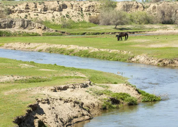 Steppe Prairie Veld Veldt Bright Sunshine Spring Desert Horses Grazing — Stock Photo, Image