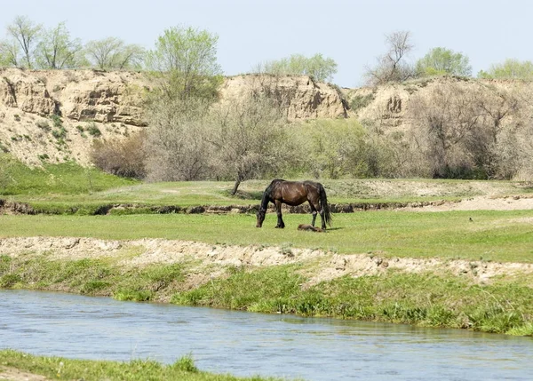 Steppe Prairie Veld Veldt Bright Sunshine Spring Desert Horses Grazing — Stock Photo, Image