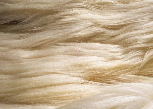 テクスチャ 白い毛皮のヤク シャギーの髪 こぶの肩 大きな角 パック動物として 隠すにチベットで使用と大規模な飼いならされた野生の雄牛 — ストック写真