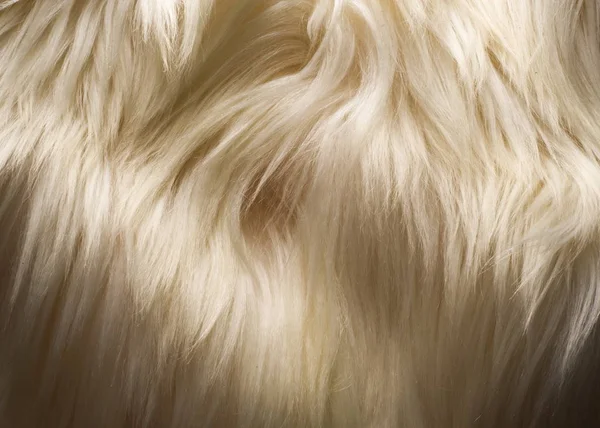 テクスチャ 毛皮のヤクの白衣の女性 またはサーフェス または 物質の一貫性 — ストック写真