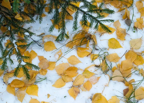 Liście Jesienią Śniegu Tekstura Pierwszy Spadnie Śnieg Liści Brzozy Żółta — Zdjęcie stockowe