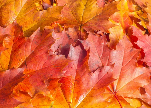 Texture, background. Maple Leaves yellow shades of red and gold. — Stock Photo, Image