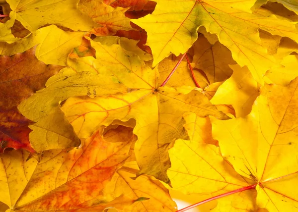 Tekstury, tła. Klon liście żółte odcienie czerwieni i złota. — Zdjęcie stockowe