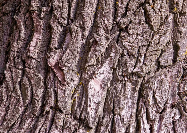 Exture Sfondo Corteccia Albero Vecchio Pioppo Esterno Legno Tronchi Fusti — Foto Stock