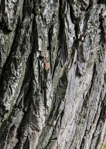 Exture Sfondo Corteccia Albero Vecchio Pioppo Esterno Legno Tronchi Fusti — Foto Stock