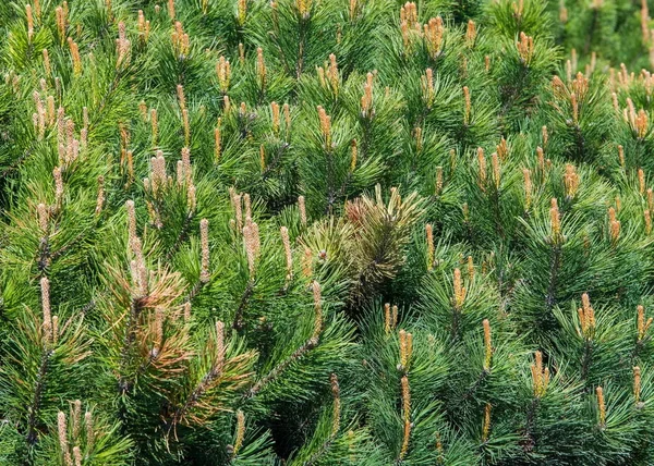 Bitmappatroon Patroon Achtergrond Pine Bush Gevormd Flowerbed Rechtenvrije Stockfoto's