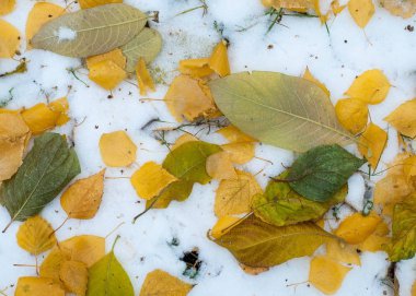 Sonbahar kar bırakıyor. doku. Kar ilk Güz. Sarı huş ağacı yaprakları karda