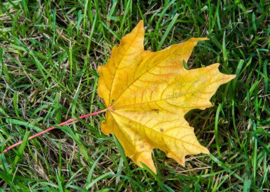 Doku, arka plan. sonbahar yaprakları, akçaağaç yaprakları kırmızı ve sarı.