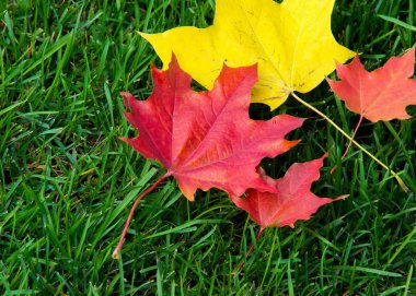 Doku, arka plan. sonbahar yaprakları, akçaağaç yaprakları kırmızı ve sarı.