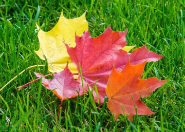 Doku, arka plan. sonbahar yaprakları, akçaağaç yaprakları kırmızı ve sarı.