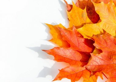 Sonbahar akçaağaç yeşil çimenlerin üzerinde bırakır. En geniş olan bir ağaç 