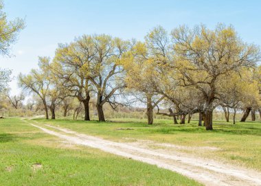  Bahar turanga koruda. diversifolia Schrenk, kavak euphratica, fırat kavak, kavak.