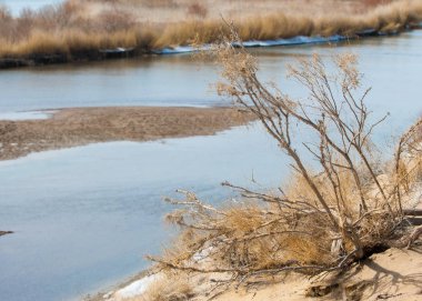 kum. Bahar. su. kar. haloxylon. Orta Asya, sinkiang, haloxylon ammodendron, haloxylon persicum, beyaz saxaul, saxaul serçe, plantae, kapalı tohumlular, fikir, temel fikir, caryophyllales, amaranthaceae, salsoloideae, Kuru, çöl, gökyüzü, bl