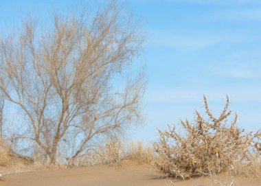 kum bahar bozkır. ağaçlar ve kum mavi gökyüzü arka plan üzerinde. Kazakistan bozkırlarında