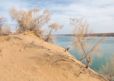 kum. Bahar. su. kar. haloxylon. Orta Asya, sinkiang, haloxylon ammodendron, haloxylon persicum, beyaz saxaul, saxaul serçe, plantae, kapalı tohumlular, fikir, temel fikir, caryophyllales, amaranthaceae, salsoloideae, Kuru, çöl, gökyüzü, bl