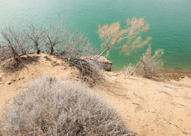 kum. Bahar. su. kar. haloxylon. Orta Asya, sinkiang, haloxylon ammodendron, haloxylon persicum, beyaz saxaul, saxaul serçe, plantae, kapalı tohumlular, fikir, temel fikir, caryophyllales, amaranthaceae, salsoloideae, Kuru, çöl, gökyüzü, bl