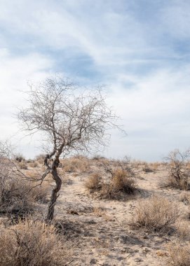 Kazakistan, yalnız ağaç erken baharda bozkırlarında. 