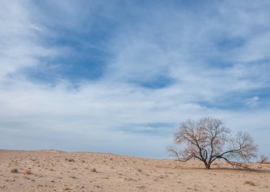Kazakistan, yalnız ağaç erken baharda bozkırlarında. 