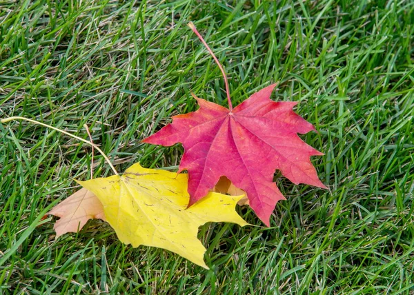 Hojas de arce de otoño en un césped verde. Un árbol con ancho, en la mayoría —  Fotos de Stock